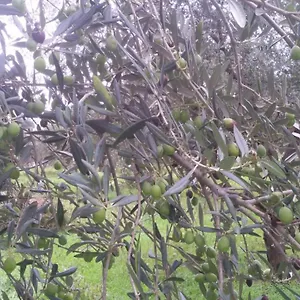 La Casetta Tra Gli Ulivi Casa di campagna